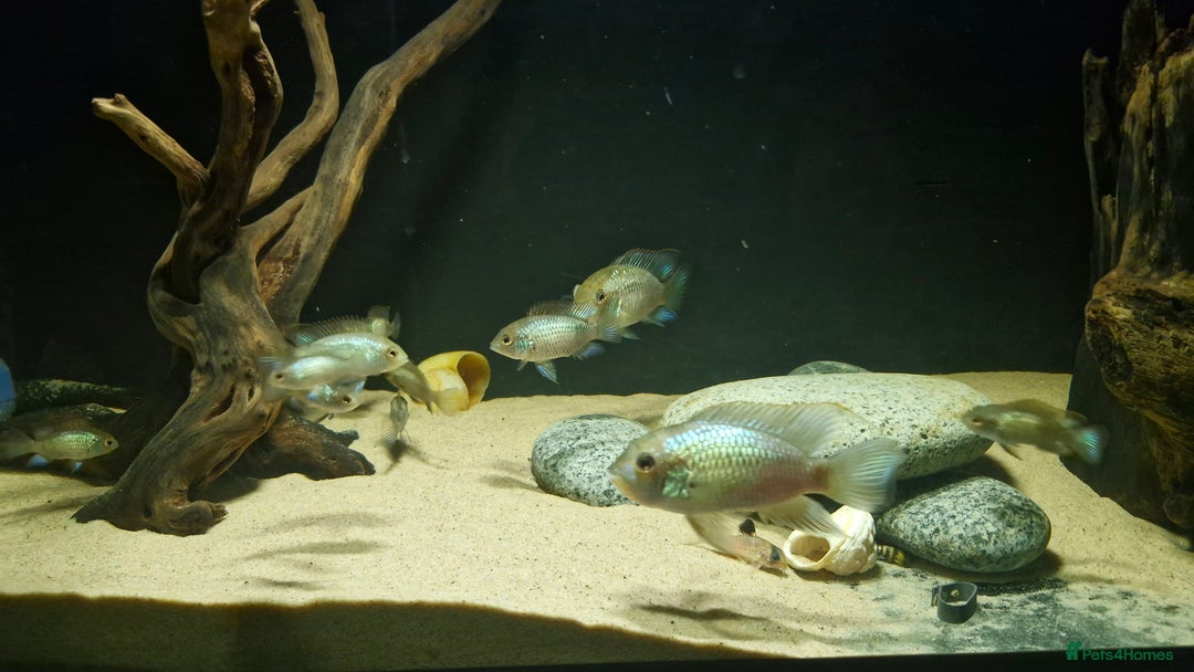 Cichlids fish for sale: Electric Blue Acara for sale - Advert 4