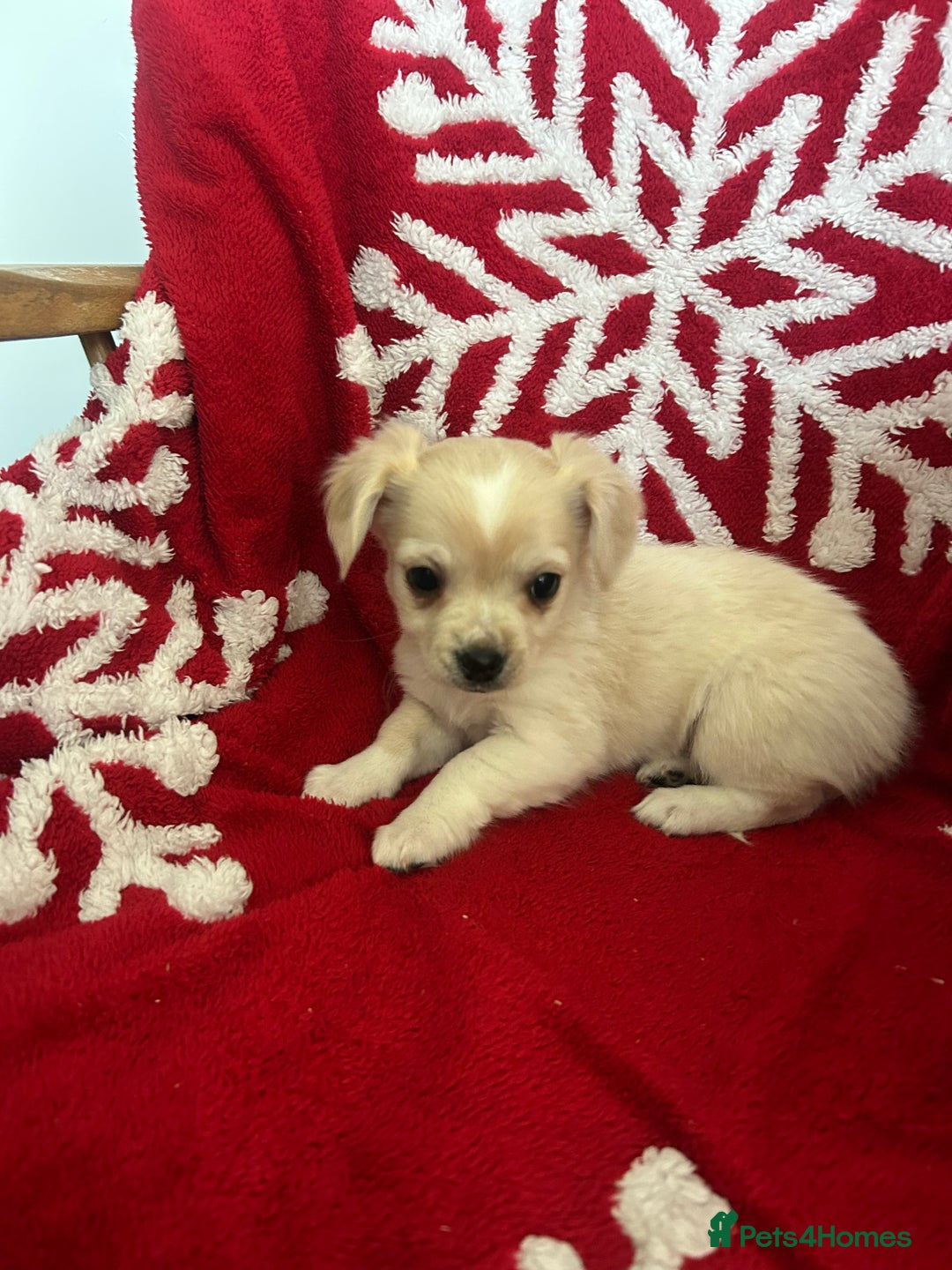 Mixed Breed dogs for sale: Jack chi  - Advert 1