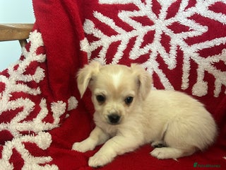 Mixed Breed dogs Jack chi - Advert 9