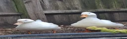 Ducks poultry for sale: 2 x Drakes and/or 8 x hens in need of a good home in Chard - Advert 7