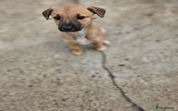 Mixed Breed dogs for sale: Lurcher puppies for sale - Image 2