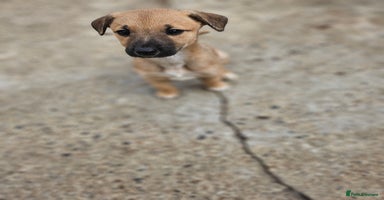 Mixed Breed dogs - Advert 2