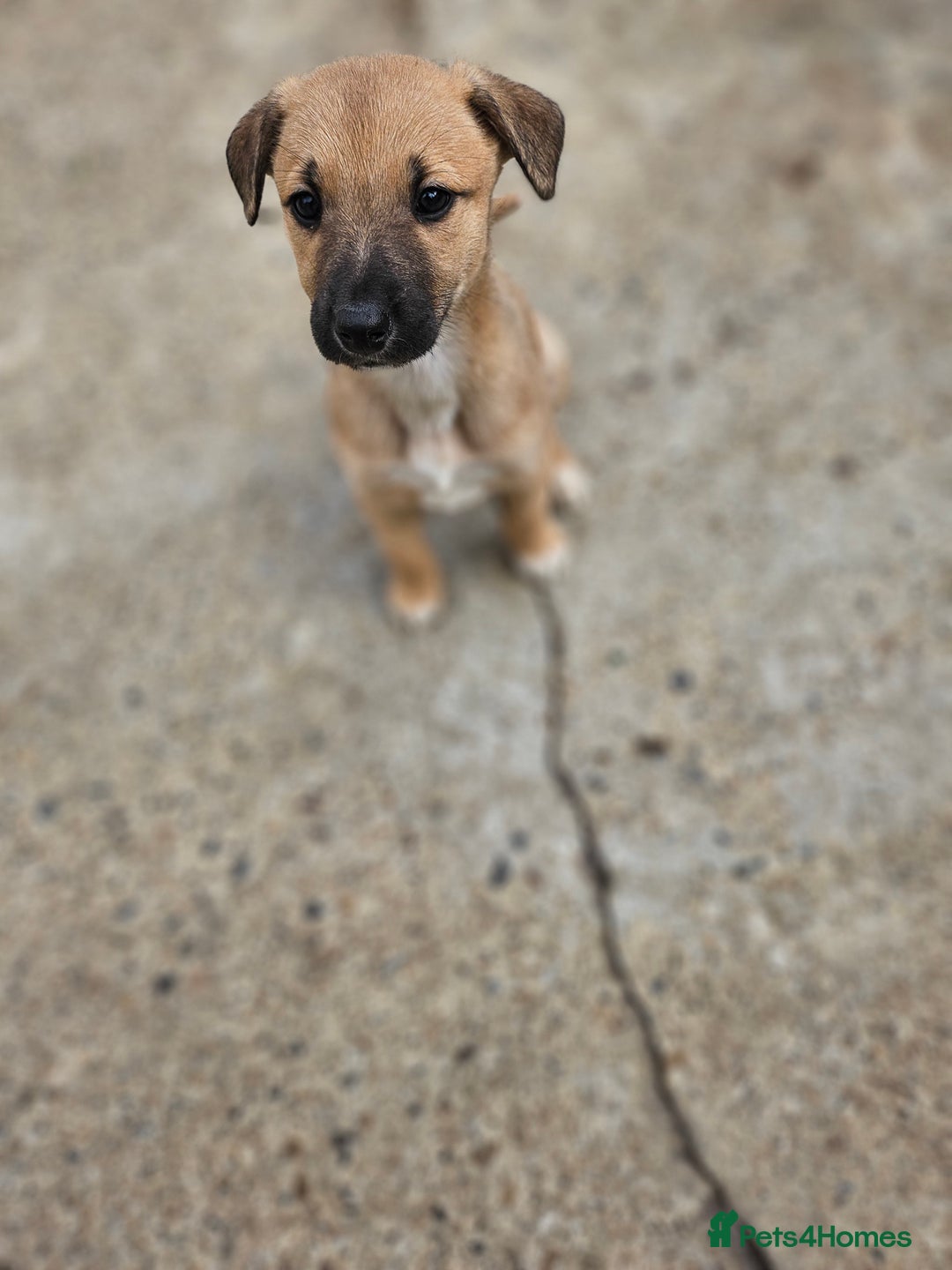 Mixed Breed dogs for sale: Lurcher puppies for sale - Image 2