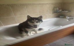 Siberian Husky dogs for sale: Male 8 Month Old Siberian Husky - Image 3
