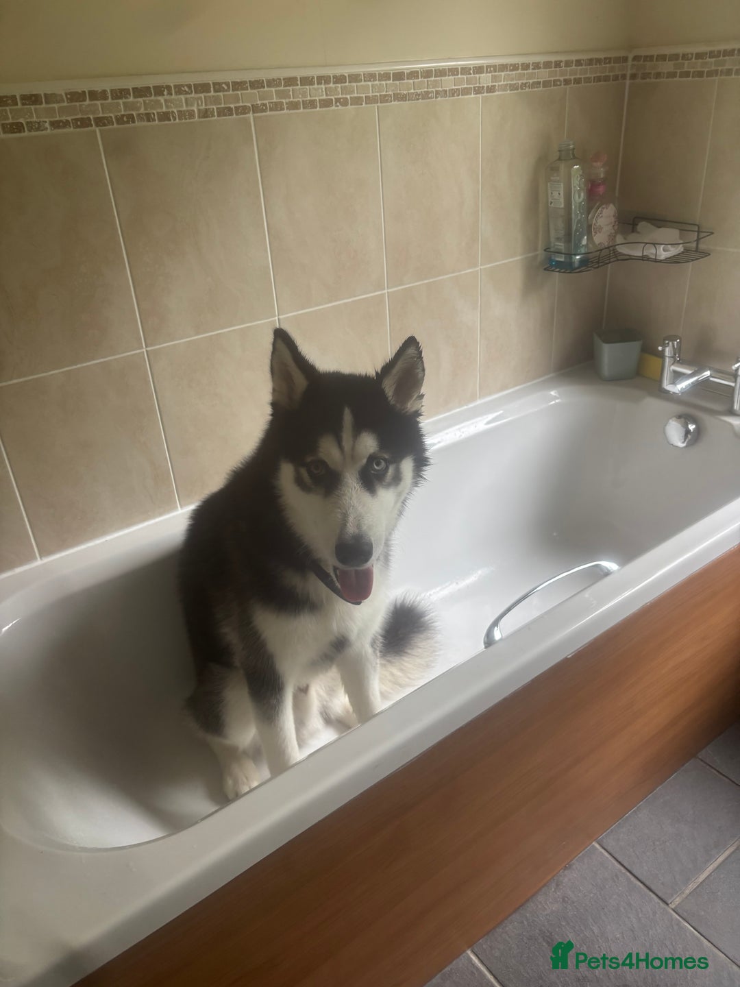Siberian Husky dogs for sale: Male 8 Month Old Siberian Husky - Image 3