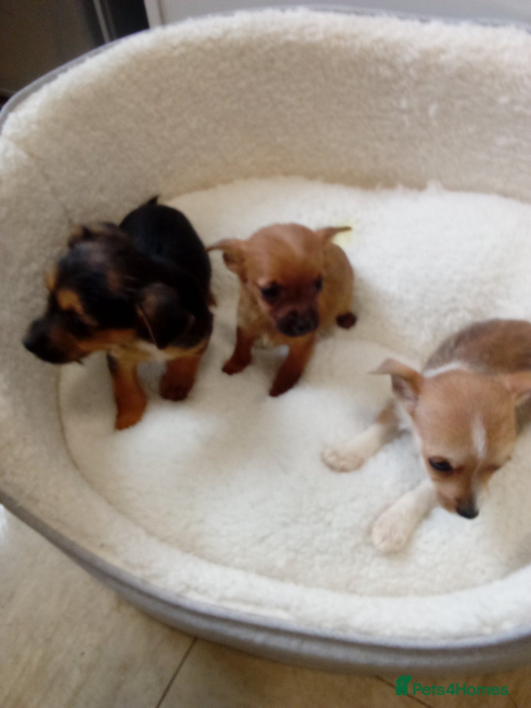Chorkie dogs for sale: Chihuahua x Yorkshire terrier  - Image 7