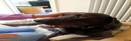 Labrador Retriever dogs for adoption: Bruno - Advert 3