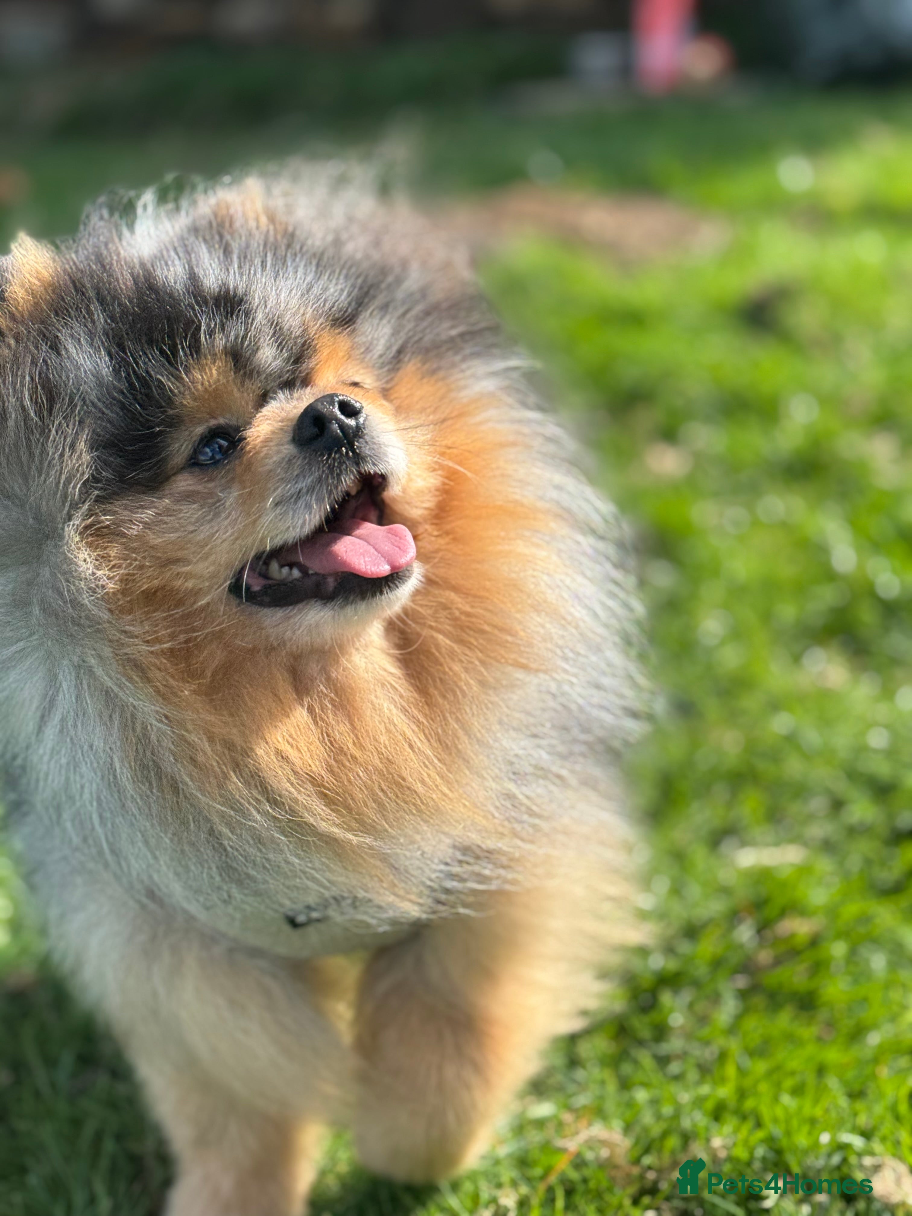 Pomeranian dogs Pomeranian for stud  in Nottingham - Advert 13