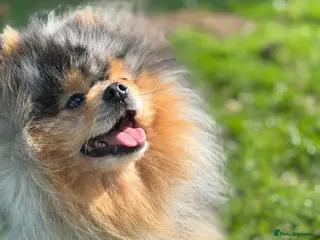 Pomeranian dogs Pomeranian for stud in Nottingham - Advert 16