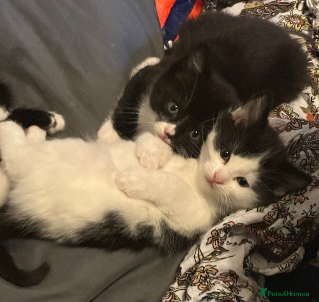 Mixed Breed cats for sale: Adorable Kittens, super cute!  - Image 1