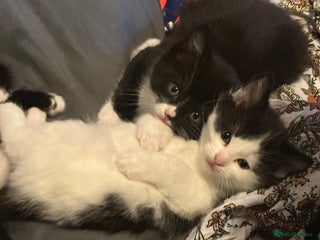 Mixed Breed cats - Advert 11
