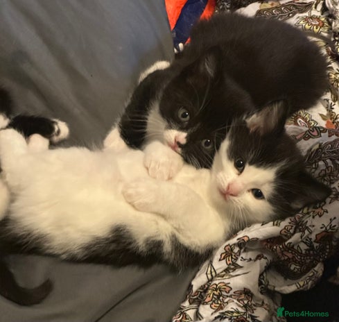 Mixed Breed cats - Advert 1