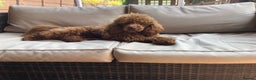 Toy Poodle dogs for stud: Health tested fox red toy poodle stud  in Stevenage - Advert 5