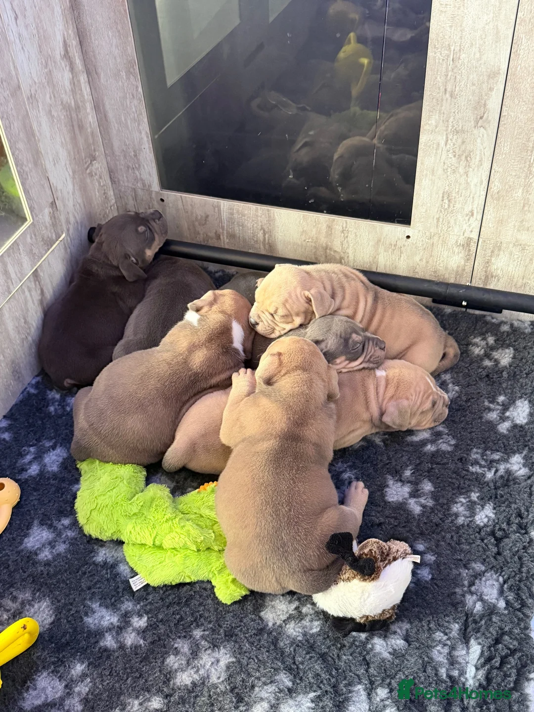 American Bulldog dogs for sale: ABKC registered pocket bullies in Leyland - Advert 10