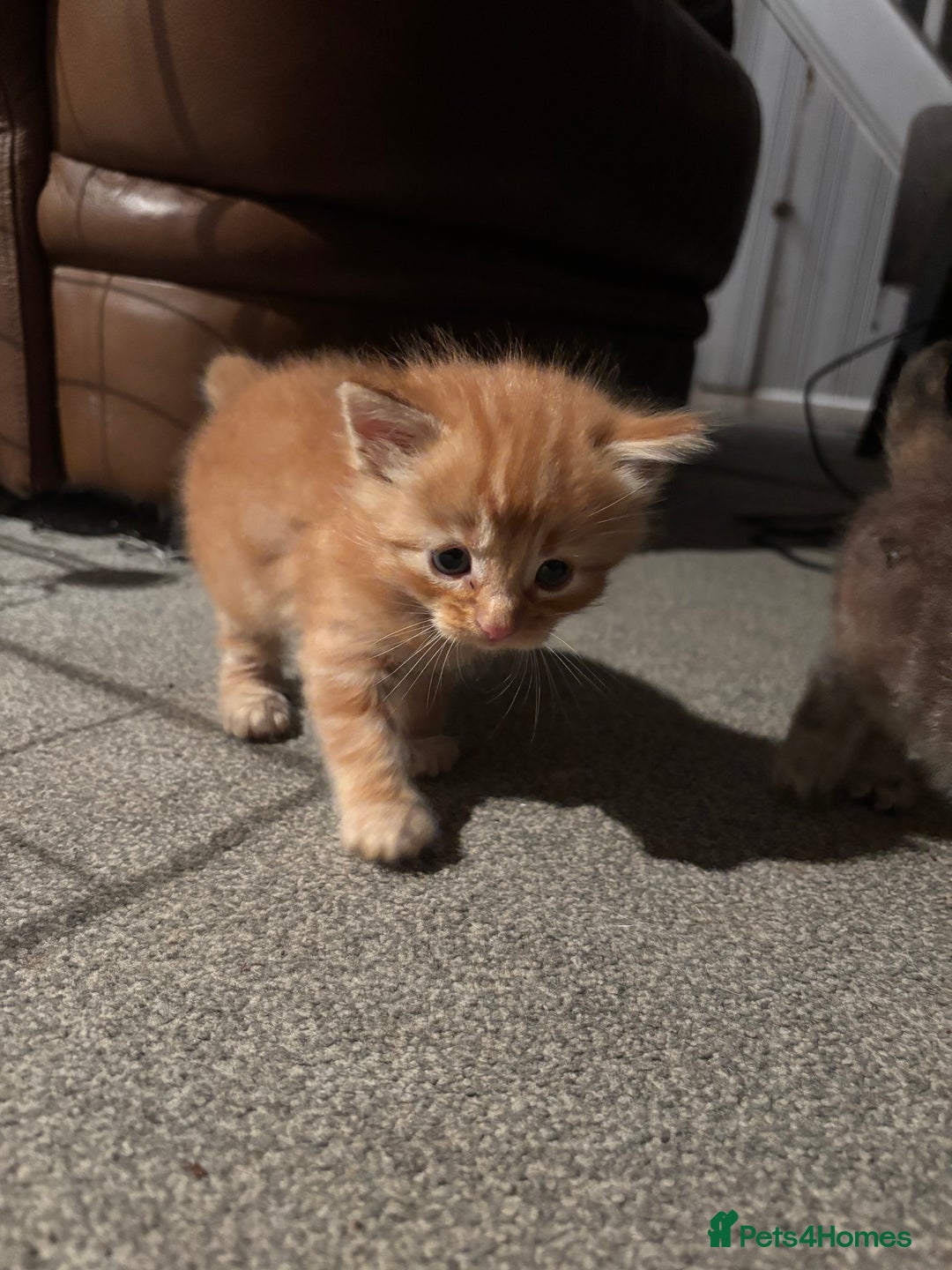 Ragdoll cats for sale: Ragdoll cross kittens - Image 9