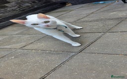 Mixed Breed cats for sale: Rehoming due to change in circumstances  - Image 2