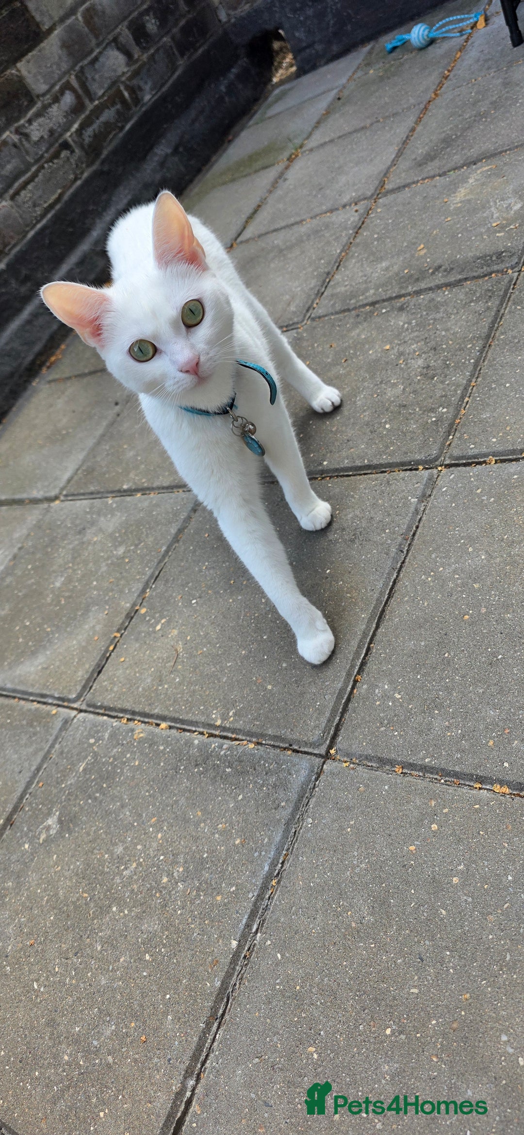 Mixed Breed cats for sale: Rehoming due to change in circumstances  - Image 2
