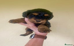 Mixed Breed dogs for sale:  Cavapoo x Cockapoo Ready 9th August - Image 22