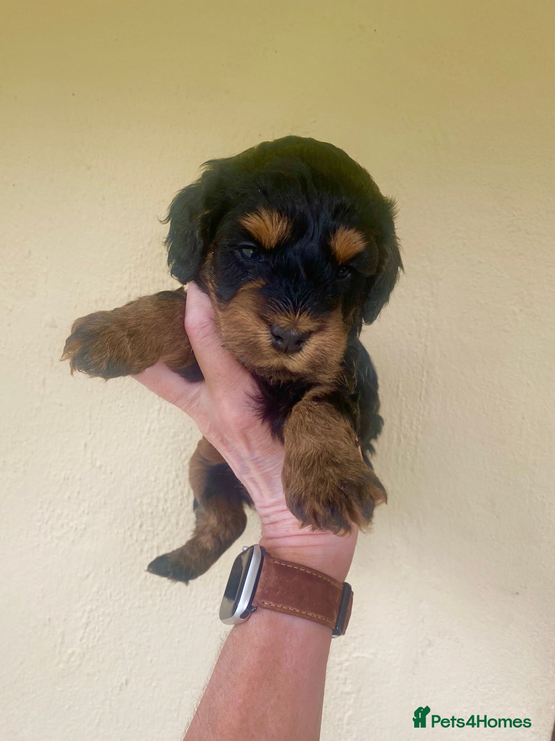 Mixed Breed dogs for sale:  Cavapoo x Cockapoo Ready 9th August - Image 22
