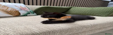 Binx