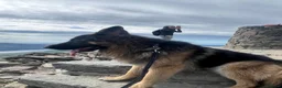 German Shepherd dogs for sale: 5 male polish german shepherds in Hartlepool - Advert 11