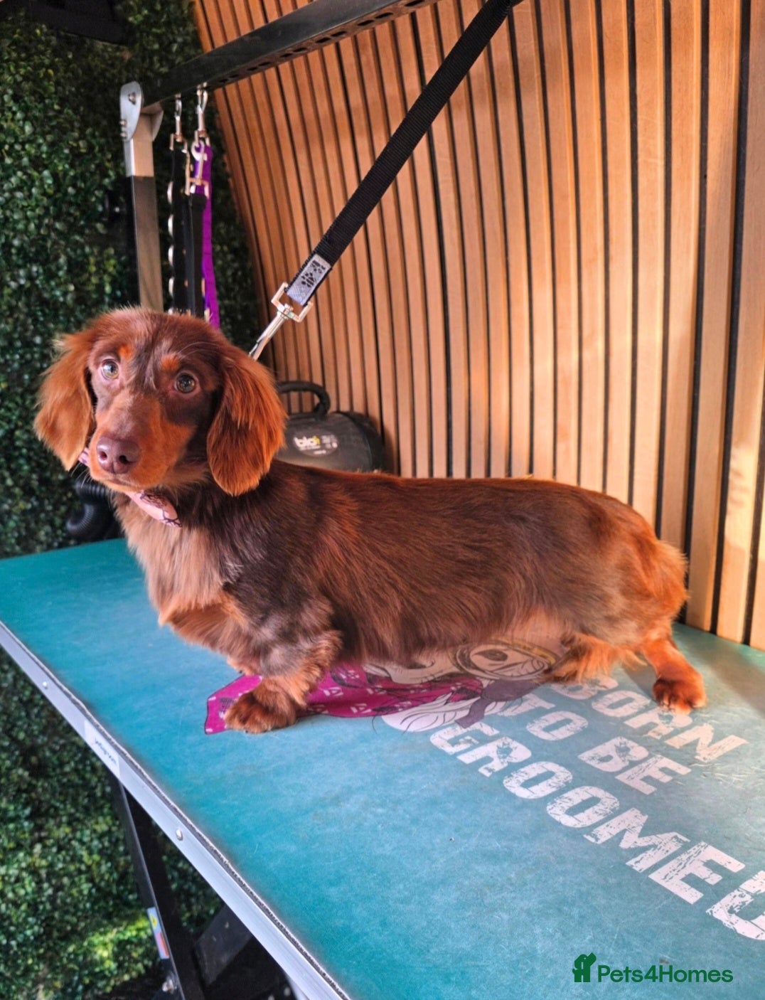 Miniature Dachshund dogs **RogueRoyales Stud Cartier** PRA Clear  - Advert 3