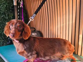 Miniature Dachshund dogs **RogueRoyales Stud Cartier** PRA Clear - Advert 3