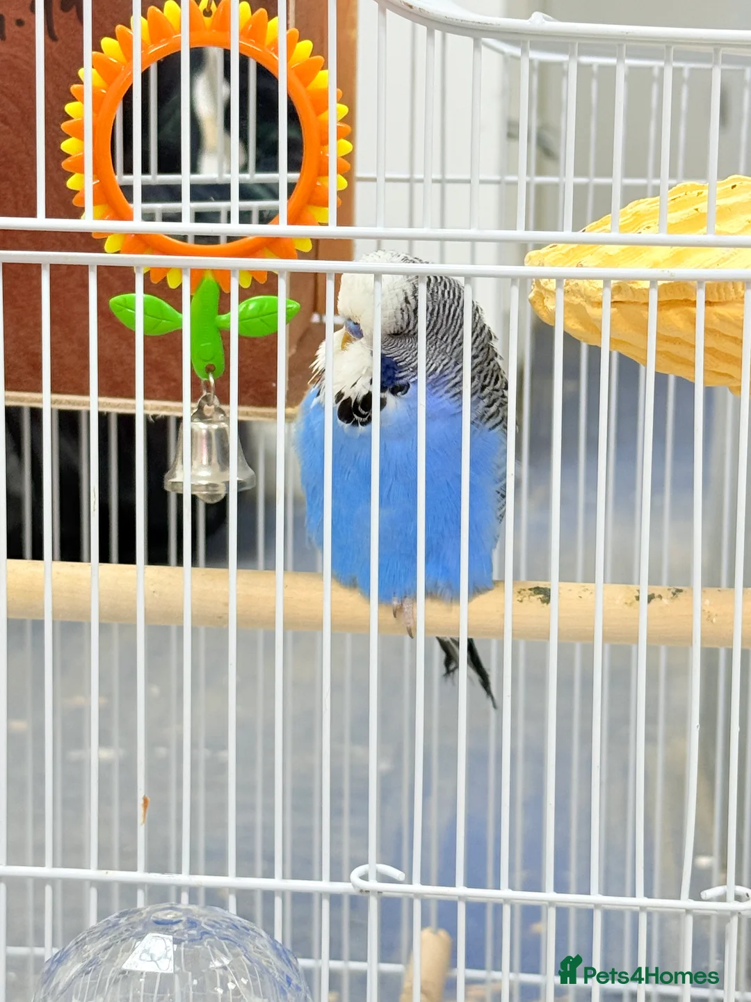 Budgerigars birds for sale: Budgies pair & cage in Dagenham - Advert 13