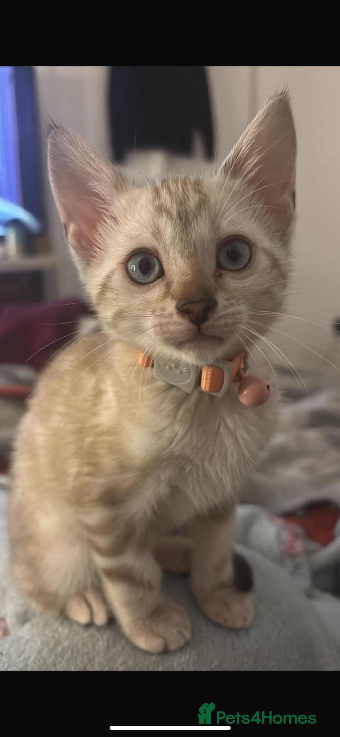 Bengal cats for sale: Pure Bengal snow lynx marble - Advert 1