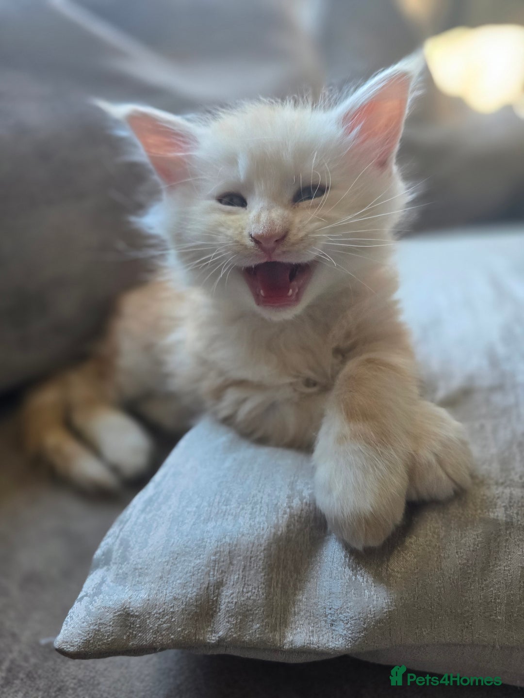 Maine Coon cats for sale: TICA Pedigree Maine Coon Kittens  - Image 32