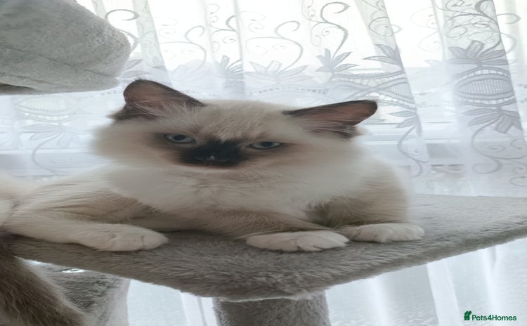 Ragdoll cats - Advert 4