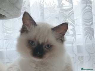 Ragdoll cats - Advert 1