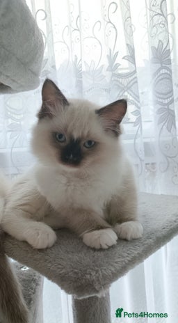 Ragdoll cats - Advert 3