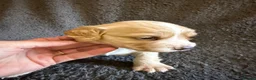 Cocker Spaniel dogs for sale: KC Registered Cocker Spaniel Health Tested puppie - Advert 4