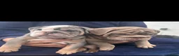 English Bulldog dogs for sale: Winnie’s amazing litter of 6 beautiful babies - Advert 13