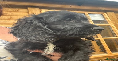 Cockapoo dogs - Advert 3