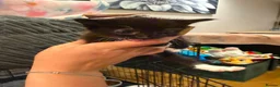 Mixed Breed cats for sale: Persian x - Advert 18