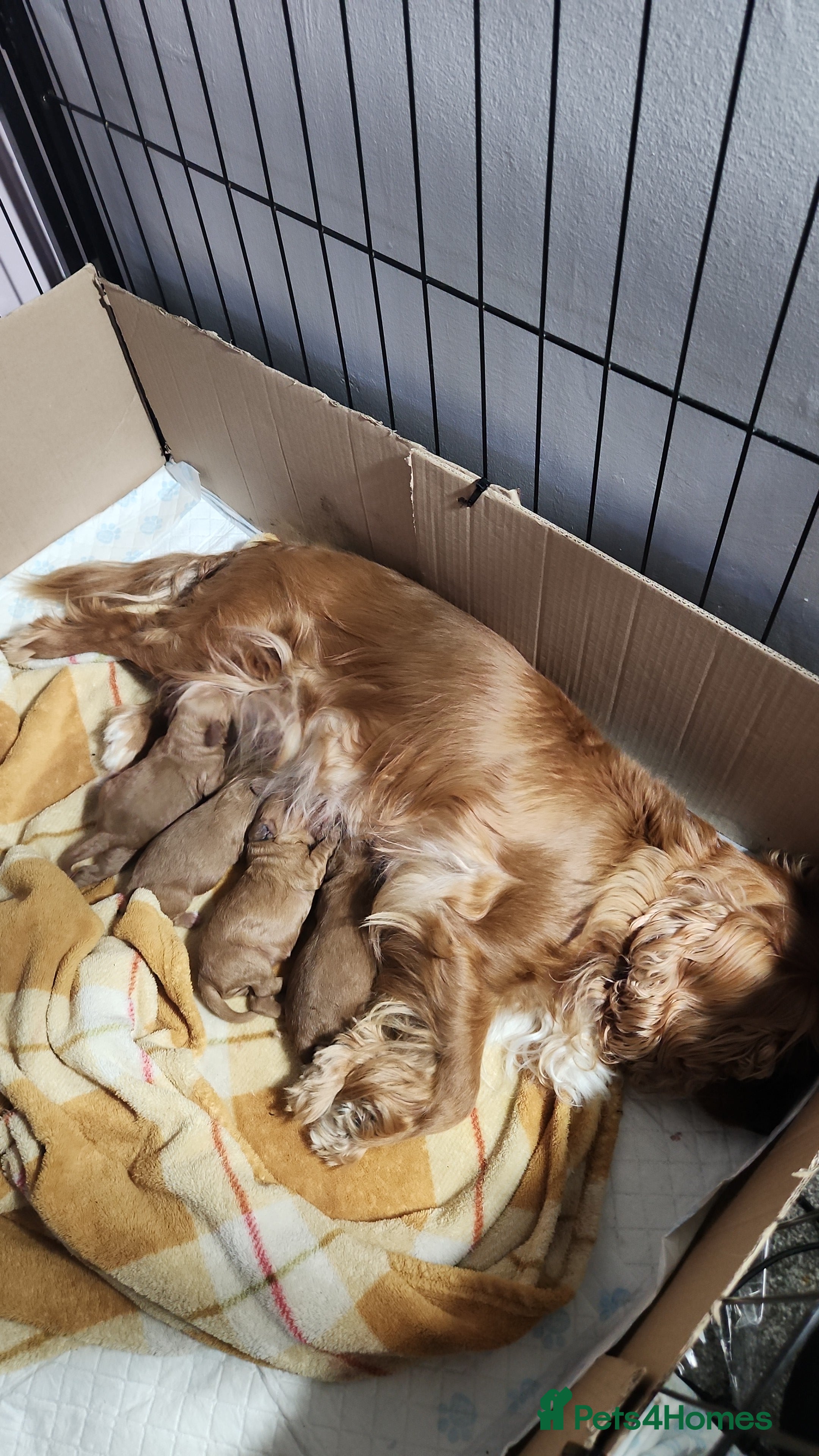 Cavapoo dogs Cavapoo puppies - Advert 2