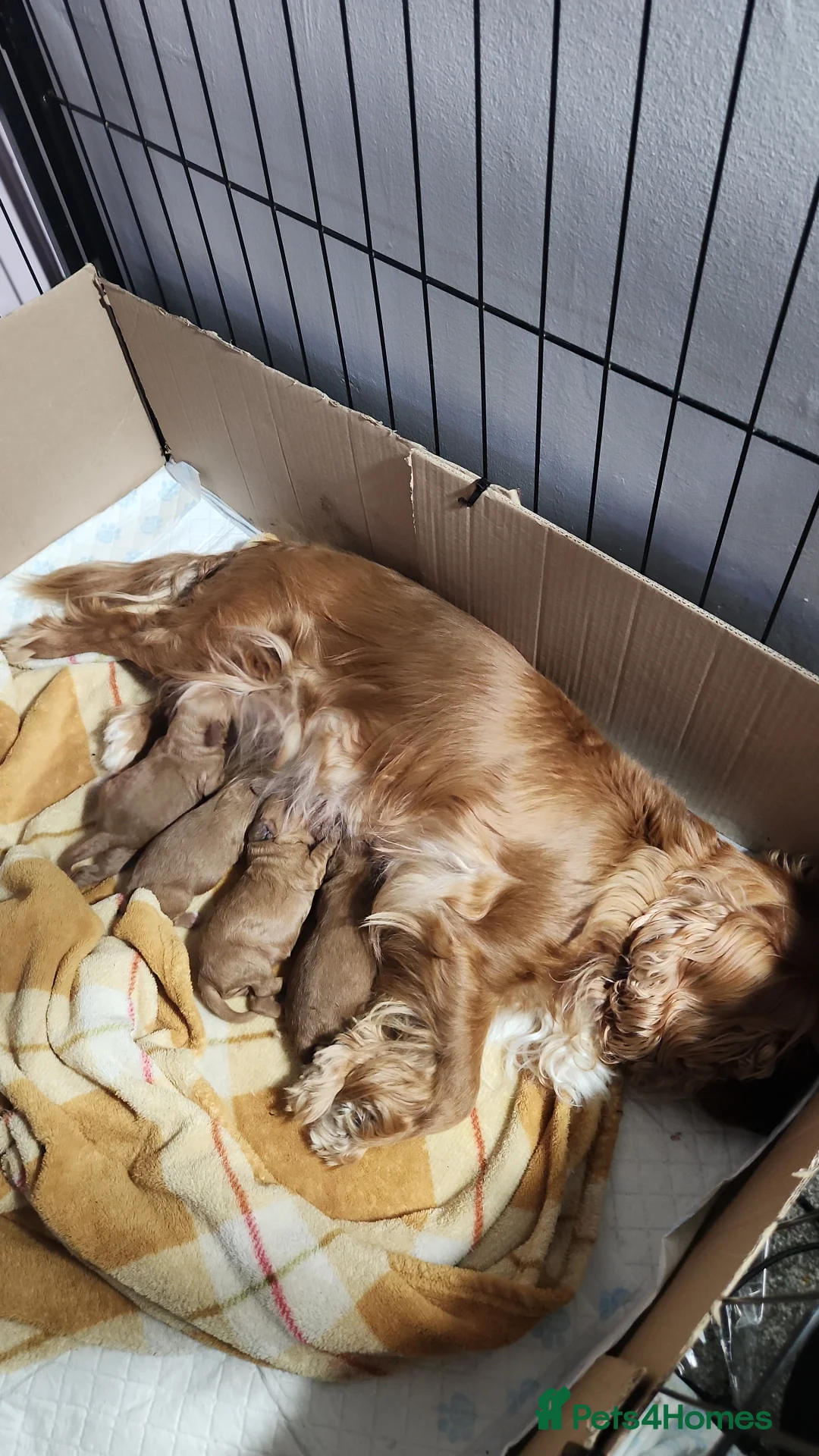 Cavapoo dogs for sale: Cavapoo puppies - Advert 1
