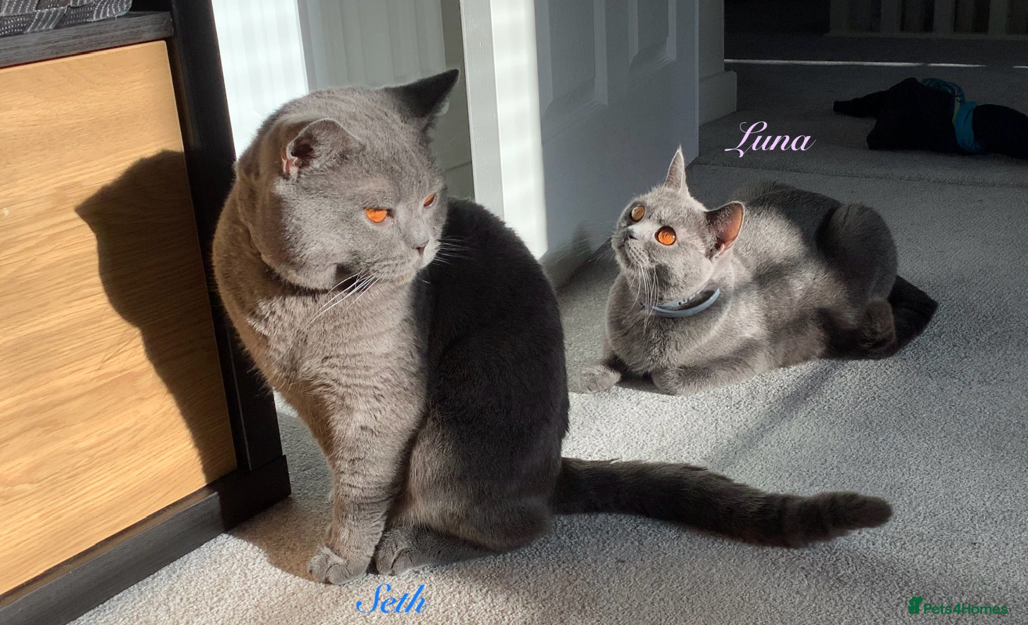 British Shorthair cats 🐾 Stunning British Blue ShortHair Kittens 🎁🐣 🐾 - Advert 2