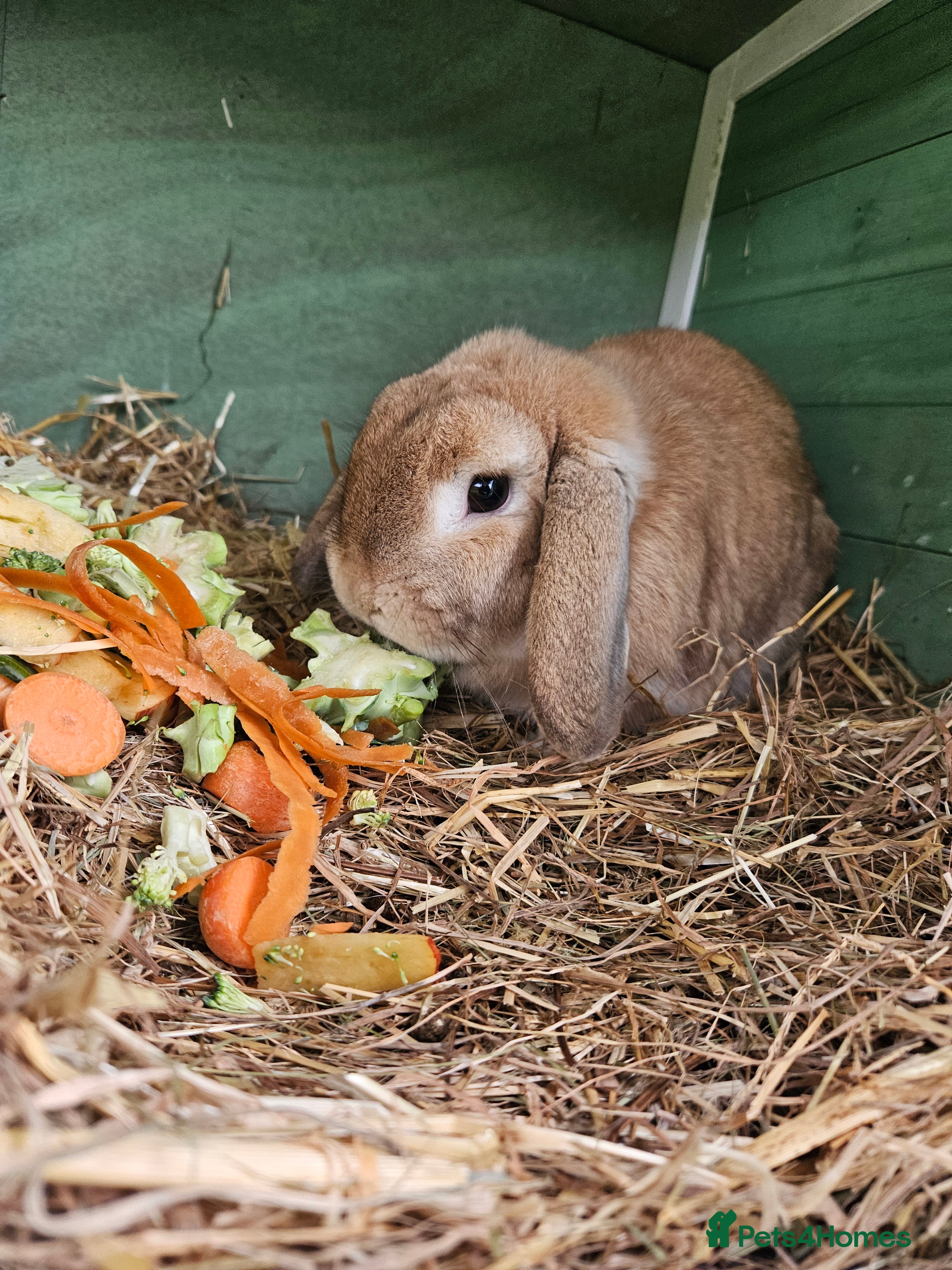 Mini Lop rabbits Lop boy - Advert 2