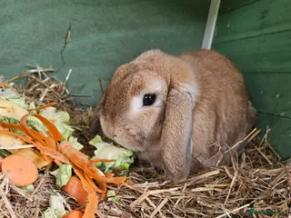 Mini Lop rabbits Lop boy - Advert 2