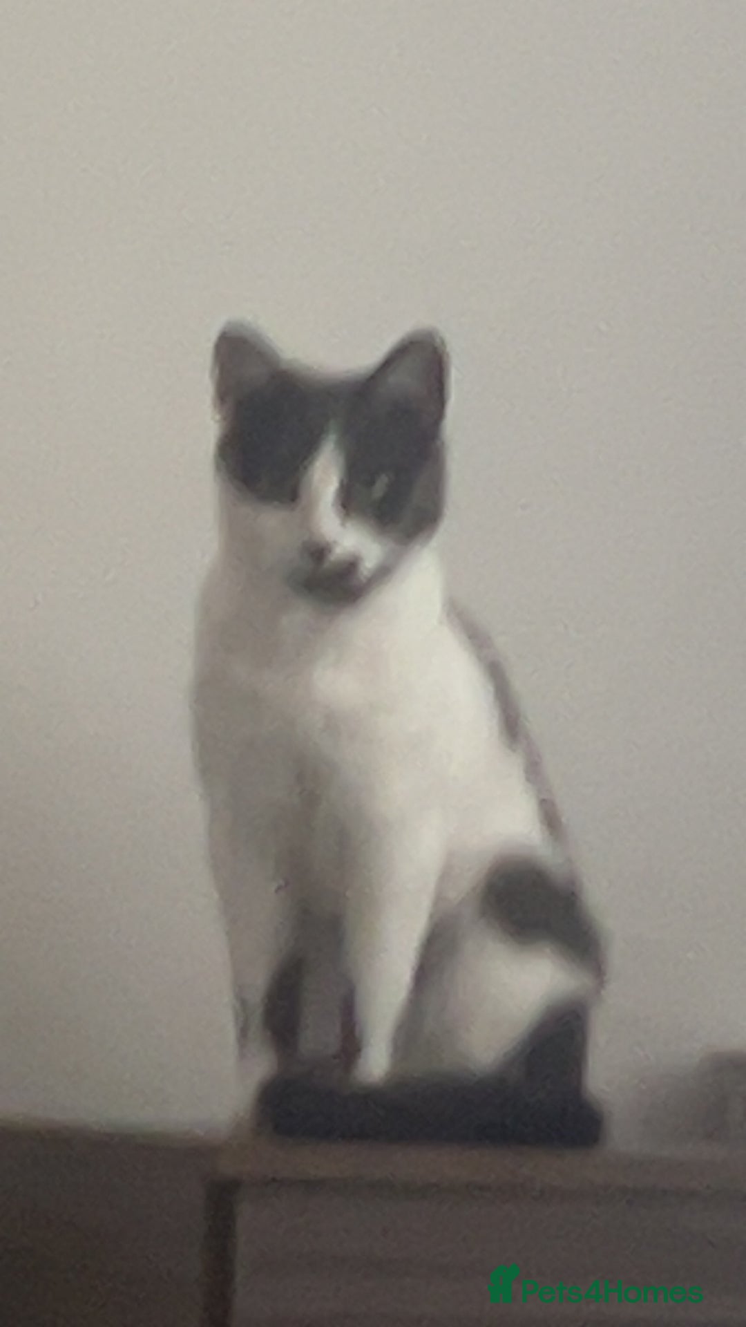 Domestic Shorthair cats for sale: Amethyst  - Image 5