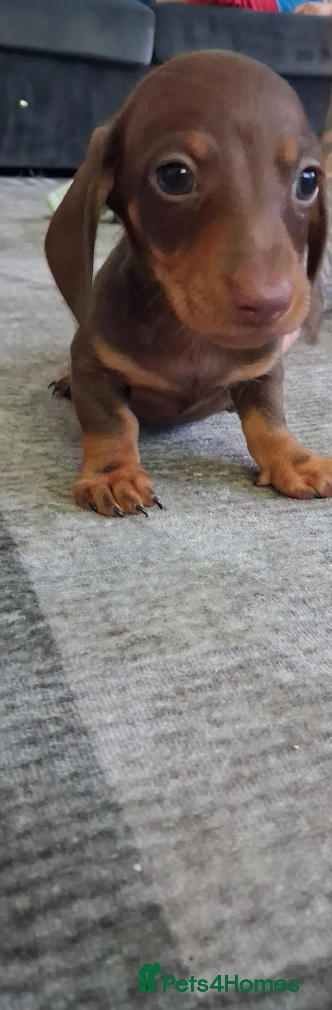 Dachshund dogs for sale: Dachshund puppies 🐶  in Barnsley - Advert 15