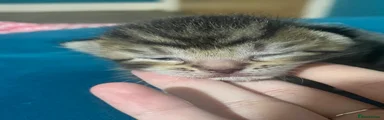 Mixed Breed Kitten 2 