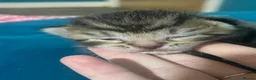 Mixed Breed cats for sale: 4 beautiful kittens for sale  - Advert 15