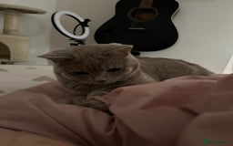 British Shorthair cats for sale: missy! grey british short hair. - Image 23