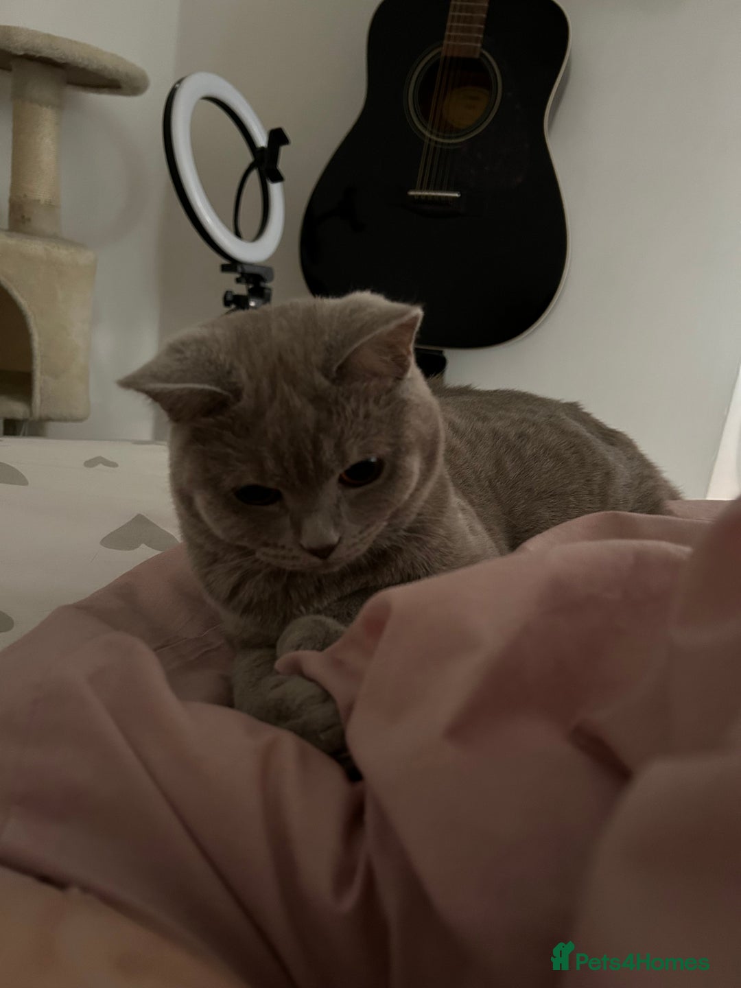 British Shorthair cats for sale: missy! grey british short hair. - Image 23