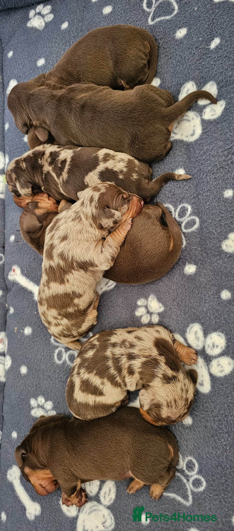 Dachshund dogs Stunning puppies, kc registered parents  - Advert 1