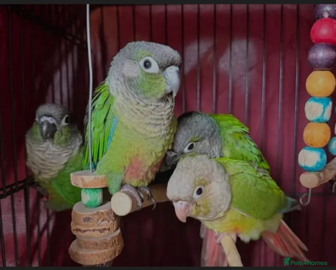 Conures birds for sale: Baby green cheek conures  - Advert 2